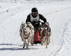 Huskies Dogs Animal on Snowy slope