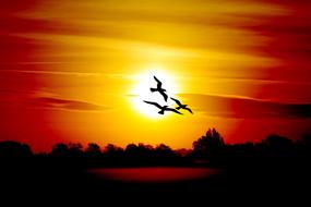 silhouettes of birds at colorful twilight as an illustration