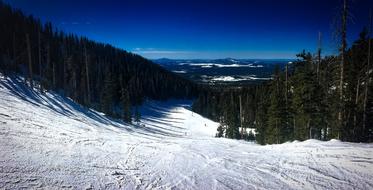 coniferous forest on a snowy mountain