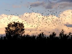 Birds on sunset Cloudy Sky