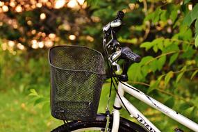 White and black bike, with the basket, near the beautiful, green plants