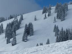 Beautiful landscape of the snowy mountains with the fir trees, at blue sky with clouds on background