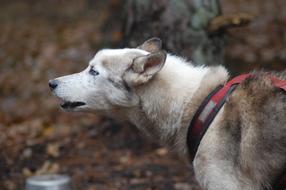 sled dog husky breed in the forest