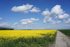 Rapeseed in bloom, Yellow field beneath blue Sky