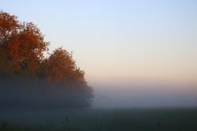 autumn trees in thick morning fog