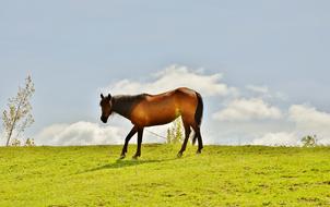 brown Horses Animal Mammal