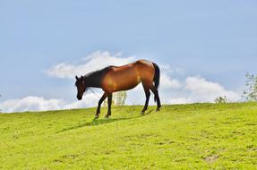free brown horse on top of a green hill