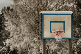 Outdoors Basketball hoop and Tree