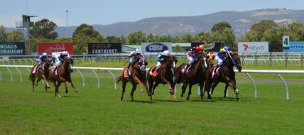 Horses Racing Jockey track