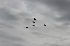 birds in the cloudy sky