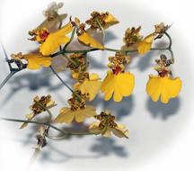Close-up of the beautiful, yellow oncidium flowers, with the shadows, in light