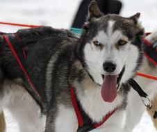 Husky Dog Face in harness close-up