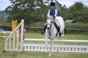 White Horse Jumping