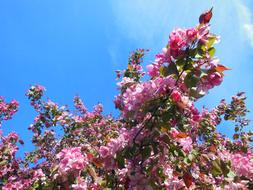 Close-up of the beautiful, Japanese cherry tree, with the pink and purple flowers, in sunlight, under the blue sky with white clouds
