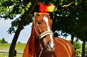 Cute, beautiful, brown and white horse with the flag of Germany, on the European Championship, among the green plants