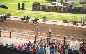Horse Animals Race