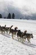 Beautiful, colorful and cute huskies on the beautiful, white, snowy hill