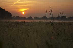 Beautiful and colorful, foggy field with the trees, at colorful sunrise in the sky, in the morning