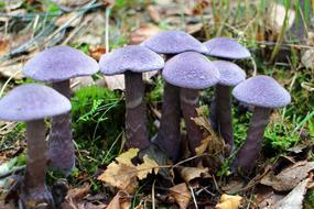 Violet Dunkelvioletter Schleierling mushrooms, among the colorful leaves and grass in autumn