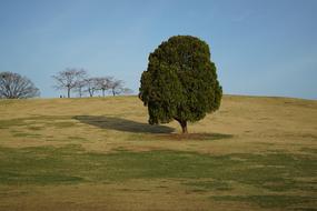 Alone Tree Wood in Olympic Park