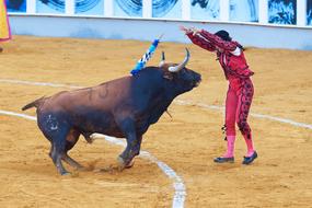 Man with the bull, on the sand arena, with white lines