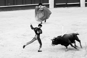 monochrome photo of bull sport competition