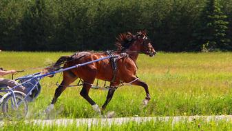 Person, in the carriage, with the beautiful, brown horse, on the road, among the colorful plants