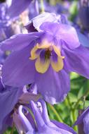 purple bud Aquilegia olympica, close-up