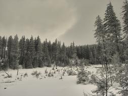 trees in a winter landscape on a cloudy day