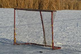 Beautiful landscape with the hockey net on the snow, near the yellow plants, in the winter