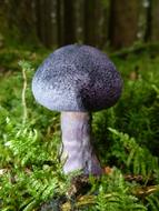 Mushroom Autumn Violet close-up on blurred background