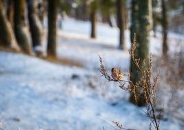 Winter Nature in Snowy forest