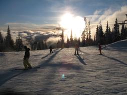 People, skiing on the beautiful, white, snowy mountain with green trees in winter in Canada