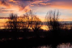 orange twilight over tree silhouettes