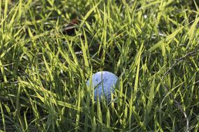 White golf ball, among the beautiful, green grass in light