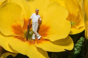 Miniature Photography Golf yellow flower