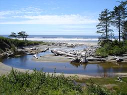 Beautiful and colorful landscape of the Ruby Beach, in the Olympic National Park in Washington, USA, with the plant