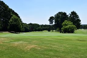 Beautiful, green golf course, among the green trees on landscape