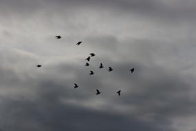 Birds at storm Sky Flight