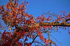 Autumnal Branch Leaves Foliage