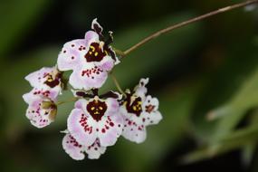 orchid dancing lady close up on blurred background