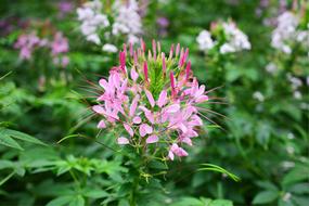 Beautiful, pink and purple Gynandropsis Gynandra flowers with green leaves in Seoul, Korea