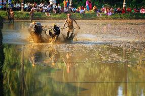 traditional race in the countryside in india