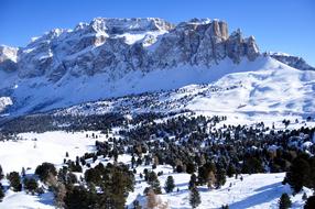 Beautiful panorama of the white, snowy mountains with green trees, at blue sky on background, in winter