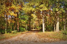 Scenery Autumn Trees