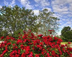 rose shrub with red flowers in park at summer