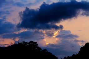 silhouettes of plants and trees on the evening purple sky