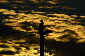 silhouette of a dove on a background of yellow dusk