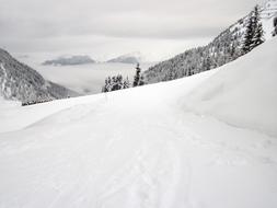 Beautiful, black and white landscape with the snowy Alps with plants