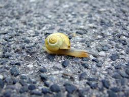 slow Snail Drive on Street